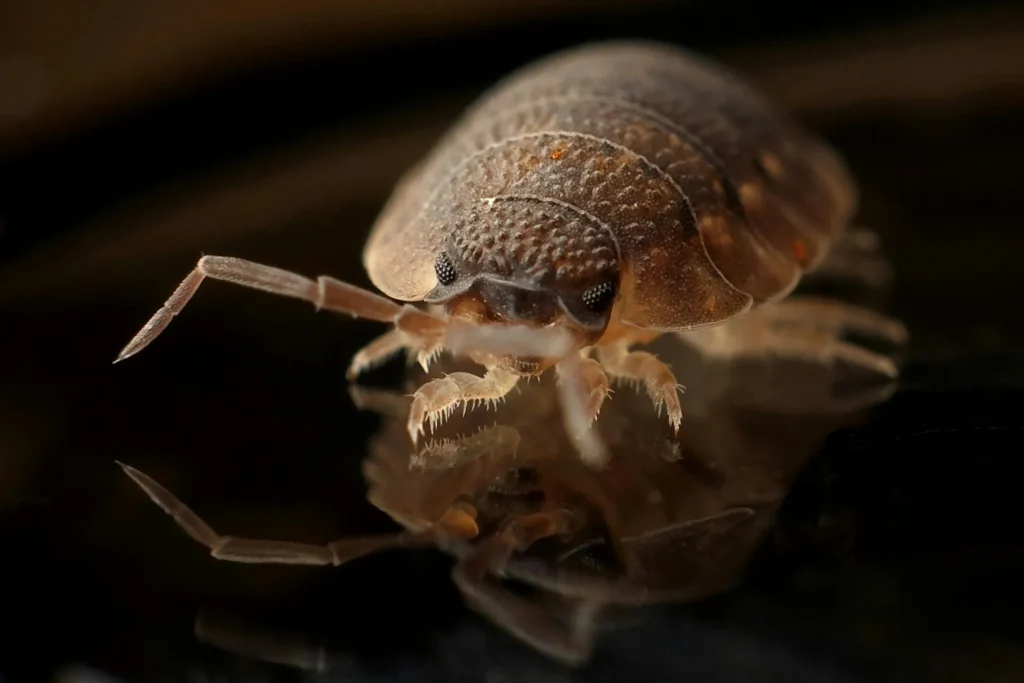 Bed-Bug-Treatment - Rego Park Pest Control Pros | Rego Park, NY | 914-598-9003