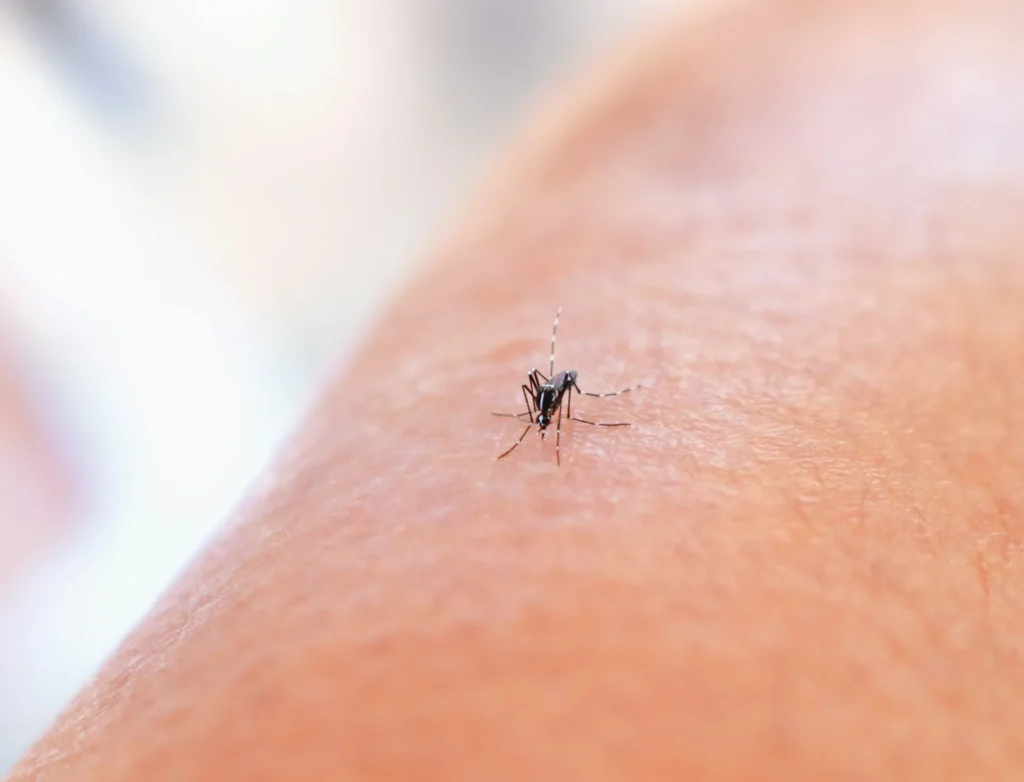 Mosquito Control - Rego Park Pest Control Pros | Rego Park, NY | 914-598-9003